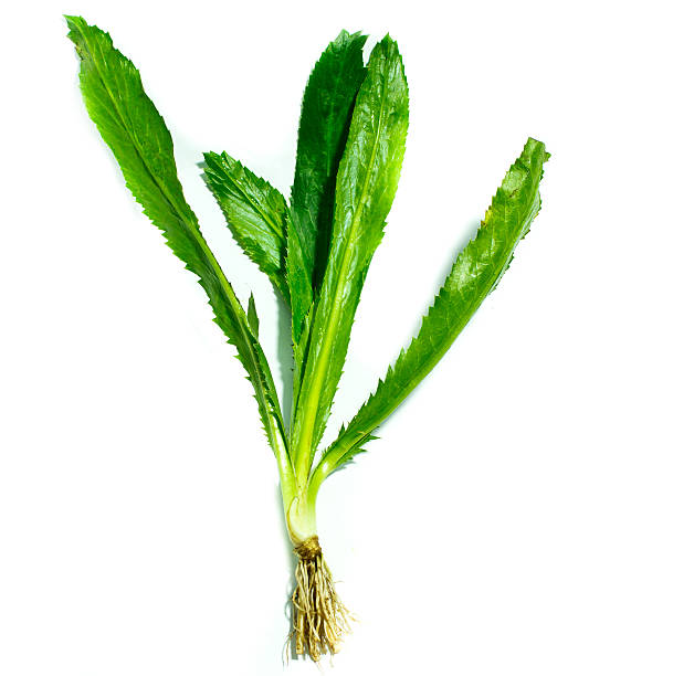 Thai sawtooth Coriander on white background
