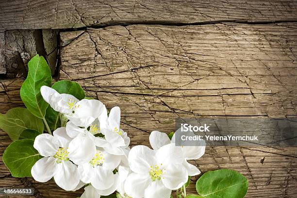 Blossoming Branch Stock Photo - Download Image Now - Affectionate, April, Beauty