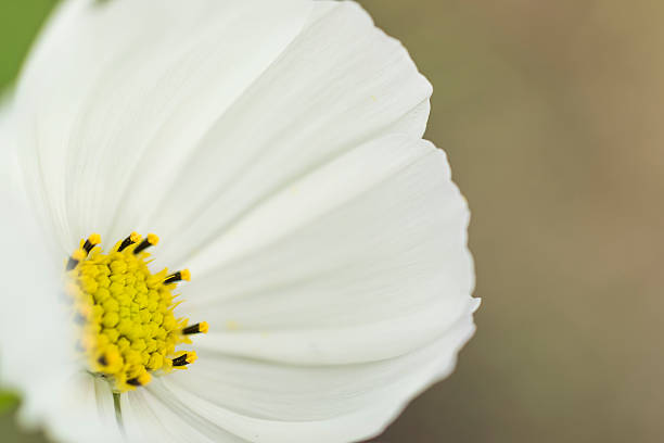 istock Cosmos flowers with blue sky in summer. 486647410