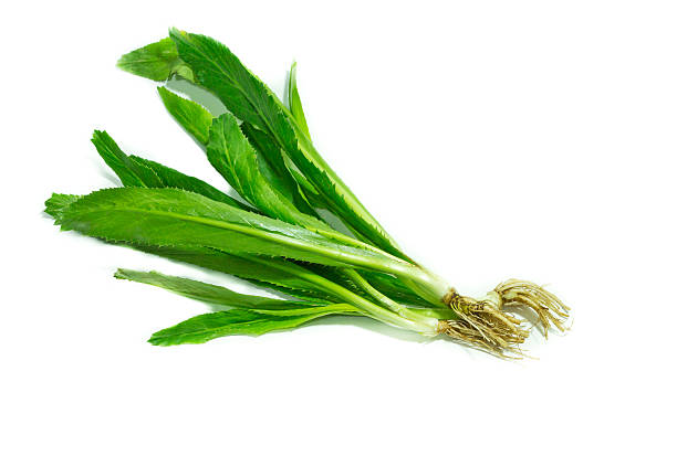 istock Thai sawtooth Coriander on white background 486647430