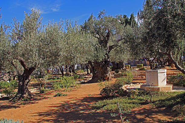 istock Garden of Gethsemane in Israel 486647467