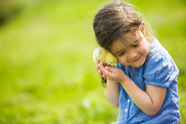 かわいい女の子には、チキン - bird yellow child chicken ストックフォトと画像