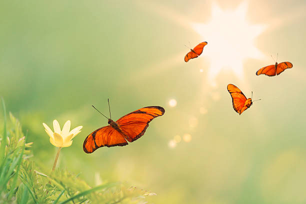 istock Flying orange butterflies with a sunny background 486648824