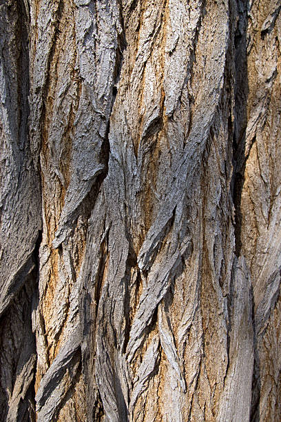 drewno tekstura płótna - driftwood twisted wood vertical zdjęcia i obrazy z banku zdjęć