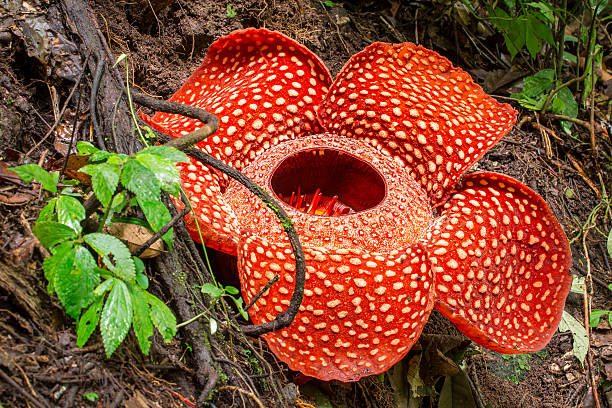 Rafflesia, biggest flower in the world , Sumatra, Indonesia stock photo