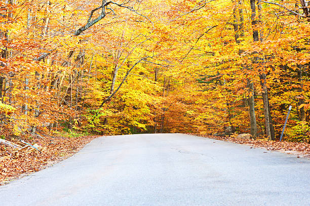 istock Autumn scene with road 486649776