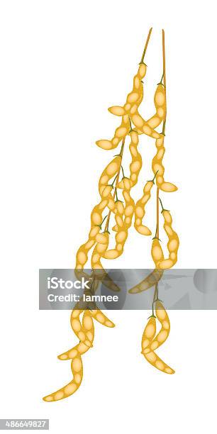 Delicioso Secas Soybeans Amarela Sobre Um Galho - Arte vetorial de stock e mais imagens de Alimentação Saudável - Alimentação Saudável, Amarelo, Caule de planta