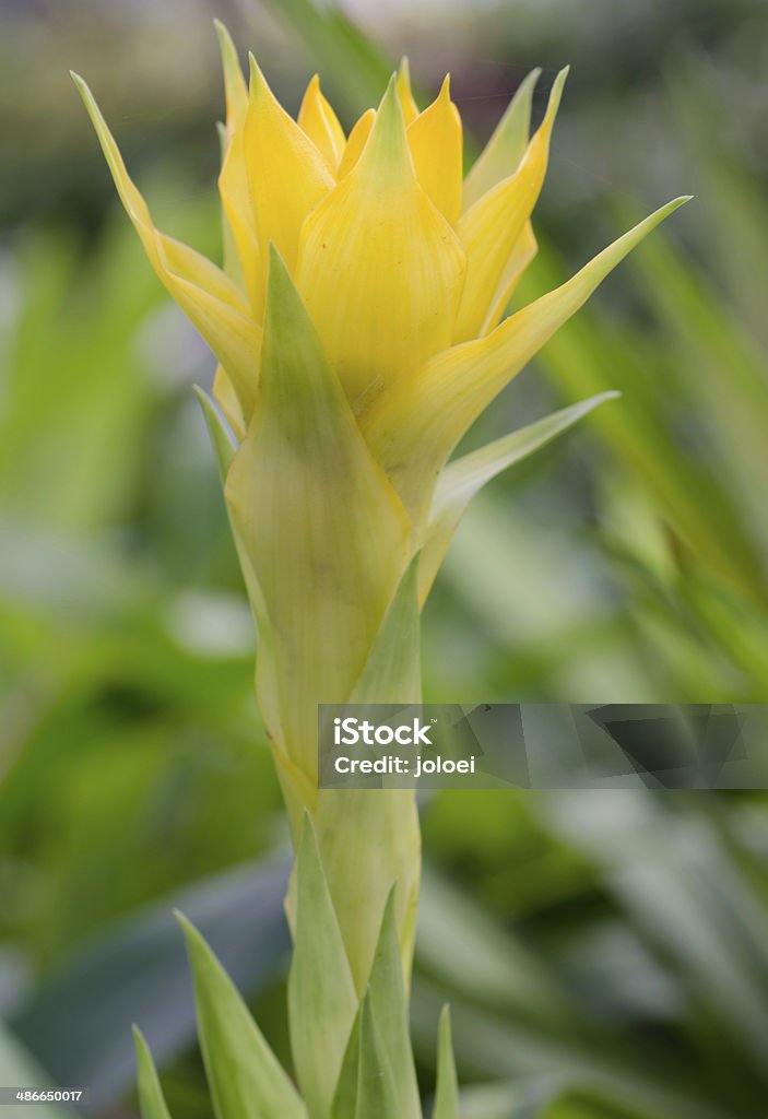 Bromelie flower - Zbiór zdjęć royalty-free (Pineapple Lily)