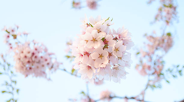 istock pink cherry blossom-sakura flower blooming in  Japan 486650934