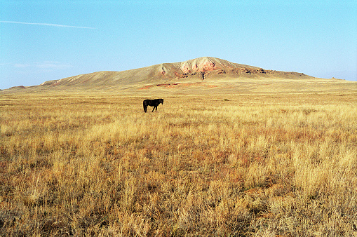 Otoño.  Caballo de pastoreo en el estepa. photo