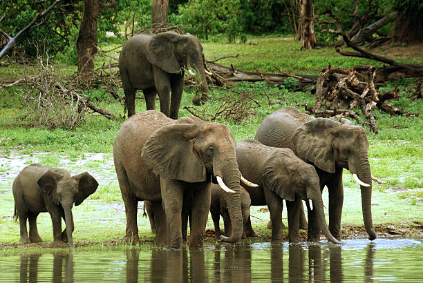 istock Group of elephants drinking water 486651568