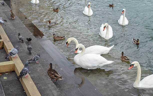 istock Swan on Lucerne lake, Switzerland 486651834