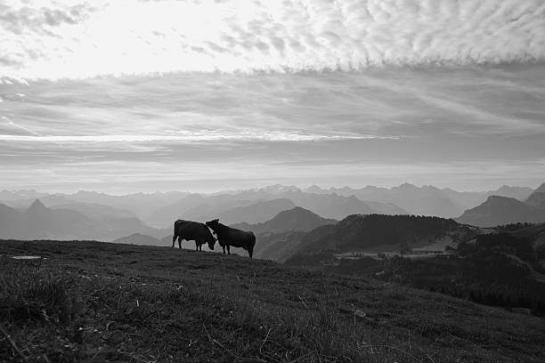 istock Two cows on top of the Rigi 486652440