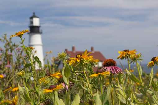 Wildflowers in front of the well known lighthouse, Portland Head Light, at Fort Williams State Park in Cape Elizabeth.
