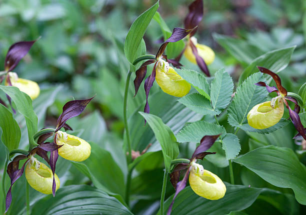 istock Lady's slipper orchid 486654434