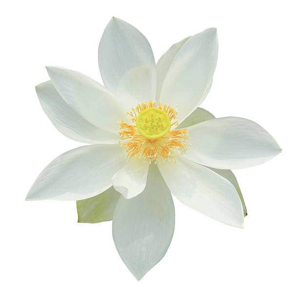 istock White lotus flower isolated 486654606