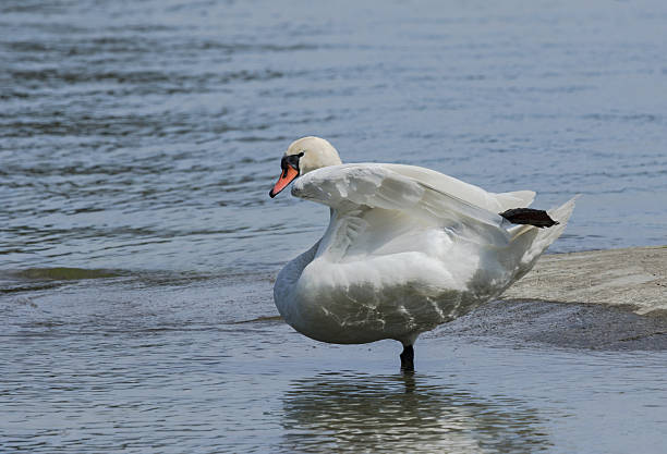 Mute swan dancing on a lake stock photo