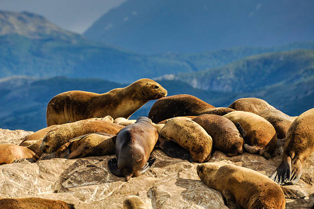 istock One seal awake, others sleeping, Ushuaia, Argentina 486656298