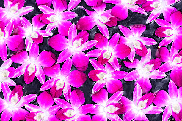 istock Texture of violet purple orchid in pond. 486656314