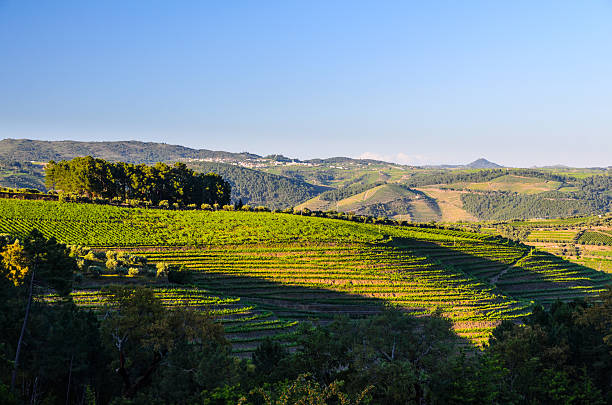 istock river Douro valley, Portugal 486656636
