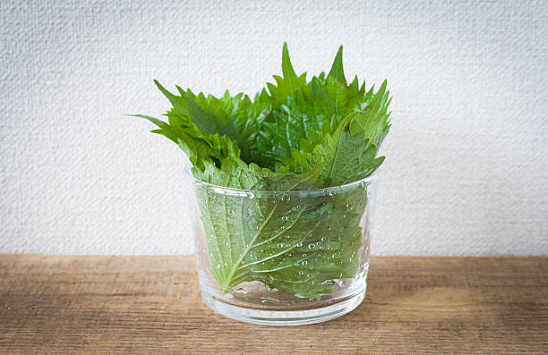 knob Organic green perilla in glass cup on wood table shiso photos stock pictures, royalty-free photos & images