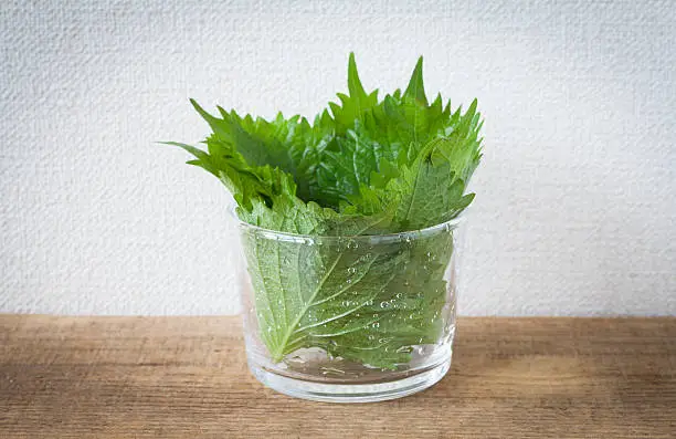 Organic green perilla in glass cup on wood table