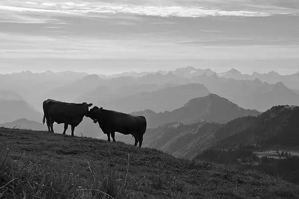 Morning scene on the Rigi, Switzerland. Cows and mountains.