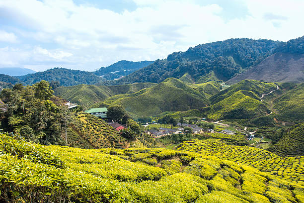 istock Tea plantation Cameron highlands, Malaysia 486659278