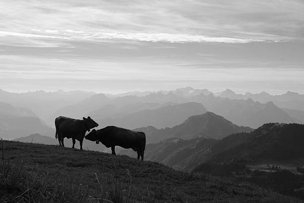istock Morning scene on the Rigi, cows and mountains 486659668