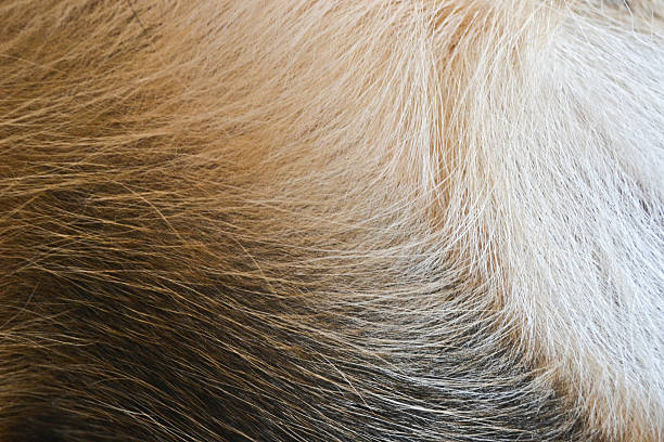 istock Dog hair background 486660288
