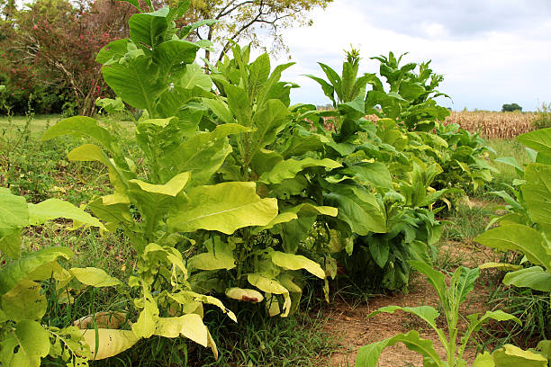 istock Growing tobacco plants 486660358