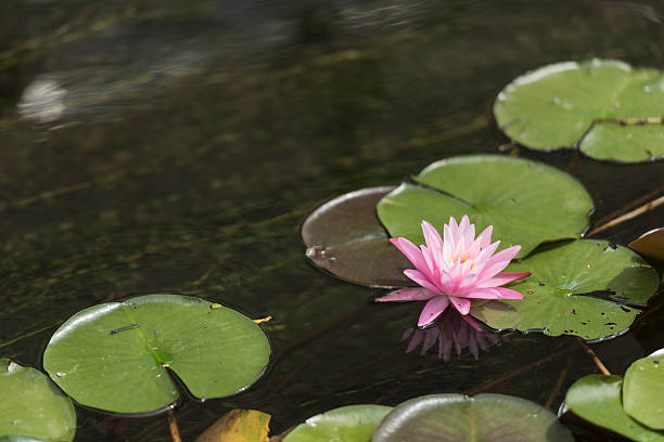 istock Water lily reflected on the surface of the water. 486660930