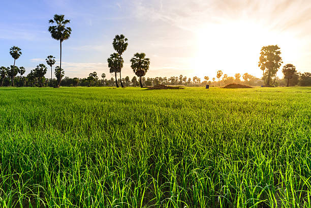 istock Rice field with palm tree in morning, Phetchaburi Thailand. 486661050