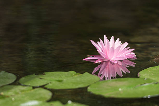 istock Water lily reflected on the surface of the water. 486661104