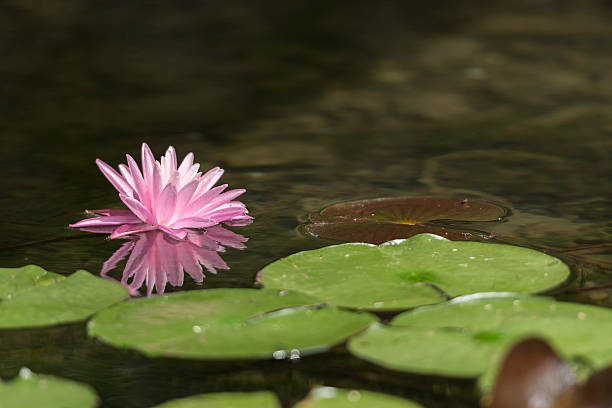 Water lily reflected on the surface of the water.