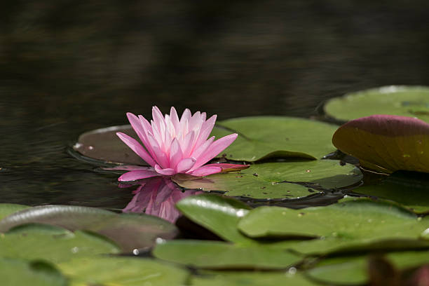 istock Water lily reflected on the surface of the water. 486661374