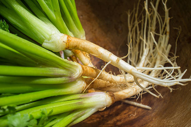 Local Roots Cilantro 2,600+ Cilantro Root Stock Photos, Pictures & Royalty-Free Images - iStock