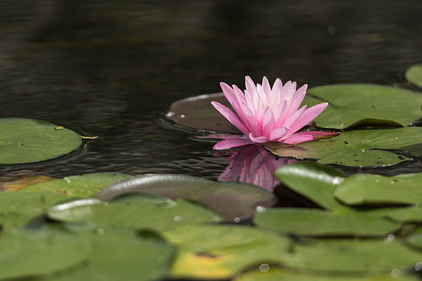 istock Water lily reflected on the surface of the water. 486661474