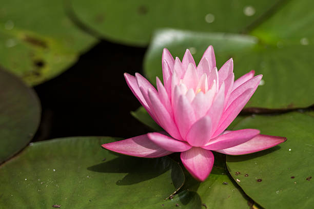 istock Water lily reflected on the surface of the water. 486661556