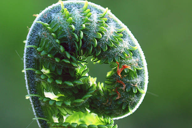 istock macro fern green background 486661614