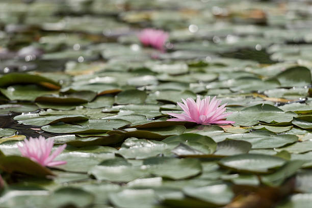 Water lily reflected on the surface of the water.