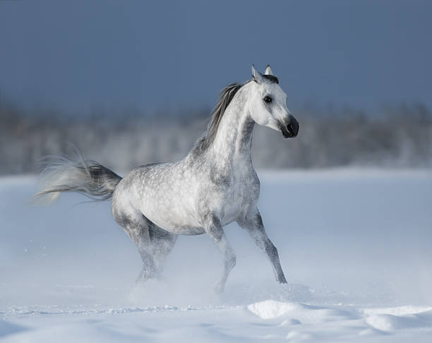 istock Grey arabian horse gallops on snow field 486661904