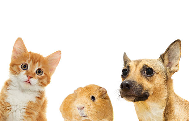istock kitten and puppy and guinea pig 486662066