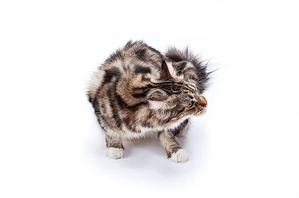 istock Maine coon cat, sitting and facing, isolated on white 486663716