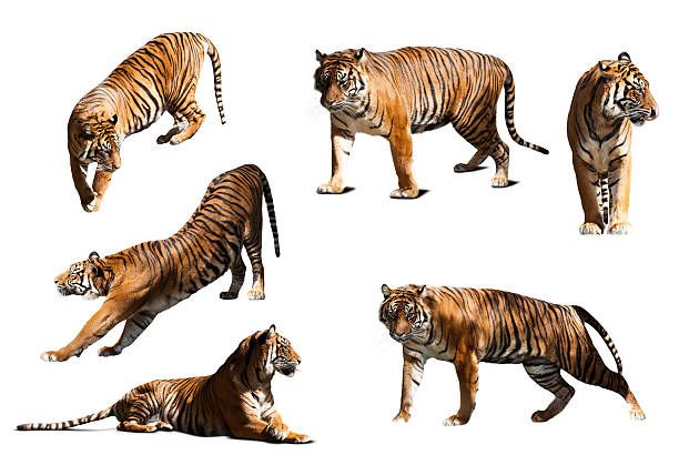 istock set of tigers. Isolated  over white background 486664596