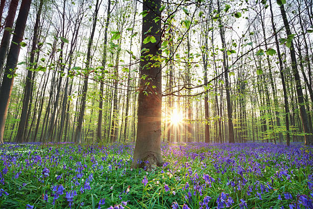 прекрасный рассвет в лесу весной блу белл - forest of halle стоковые фото и изображения