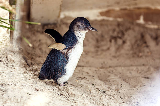 Side profile of little penguin