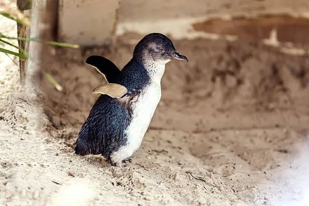 Side profile of little penguin, VIC, Australia