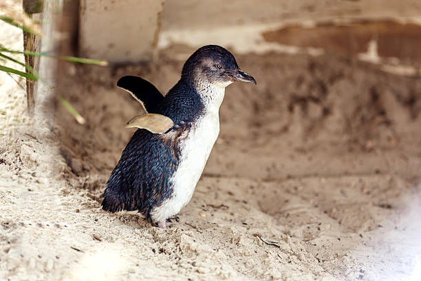 perfil lateral de pequena pinguim - flightless imagens e fotografias de stock