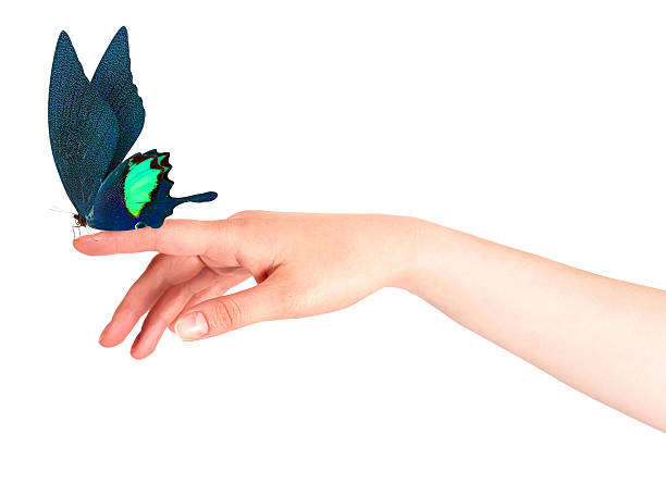 istock butterfly on woman's hand. In motion 486666493